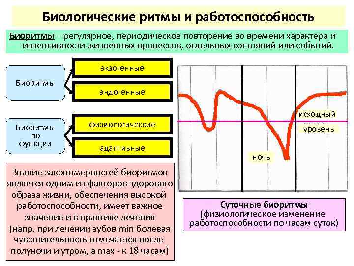 Биологические ритмы презентация 8 класс