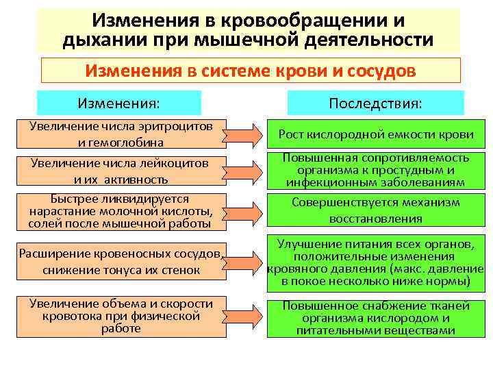 Изменения в кровообращении и дыхании при мышечной деятельности Изменения в системе крови и сосудов