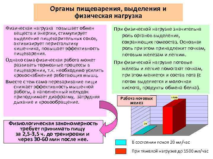 Органы пищеварения, выделения и физическая нагрузка Физическая нагрузка повышает обмен веществ и энергии, стимулирует