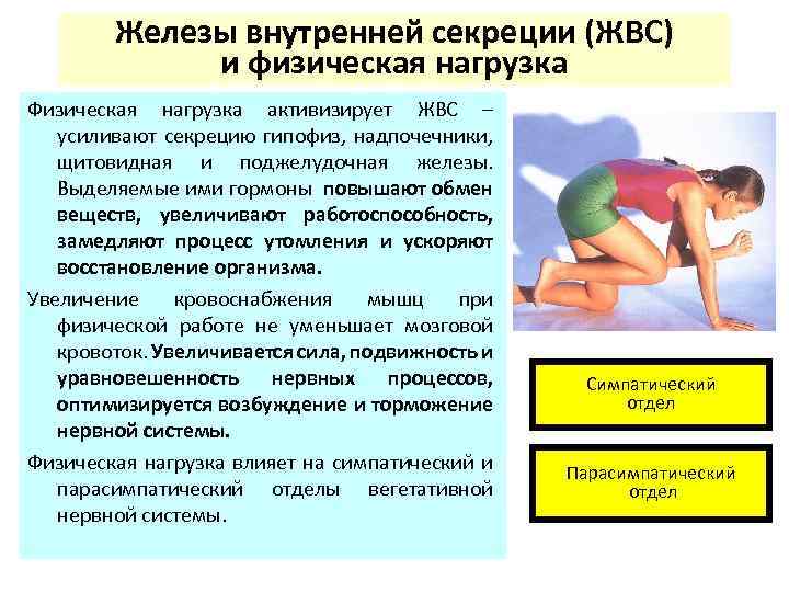 Железы внутренней секреции (ЖВС) и физическая нагрузка Физическая нагрузка активизирует ЖВС – усиливают секрецию