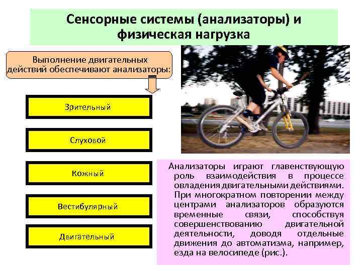 Сенсорные системы (анализаторы) и физическая нагрузка Выполнение двигательных действий обеспечивают анализаторы: Зрительный Слуховой Кожный