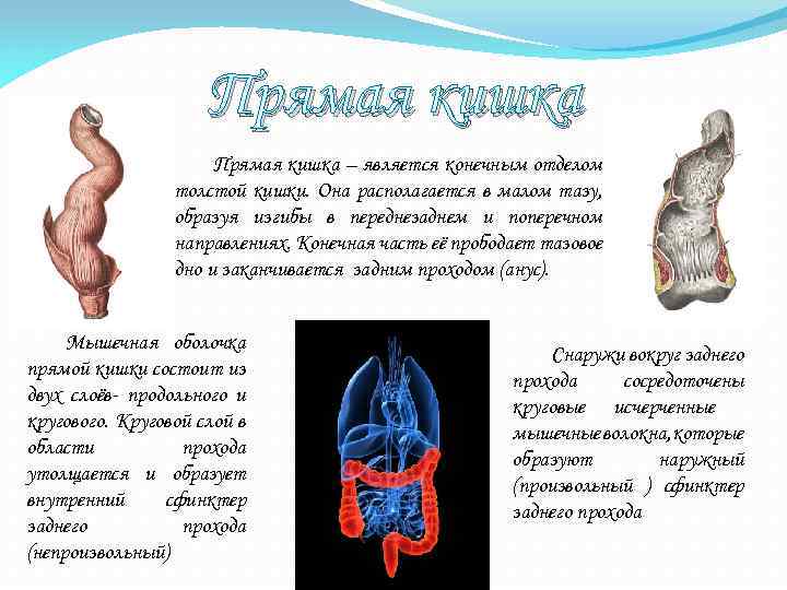 Прямая кишка – является конечным отделом толстой кишки. Она располагается в малом тазу, образуя