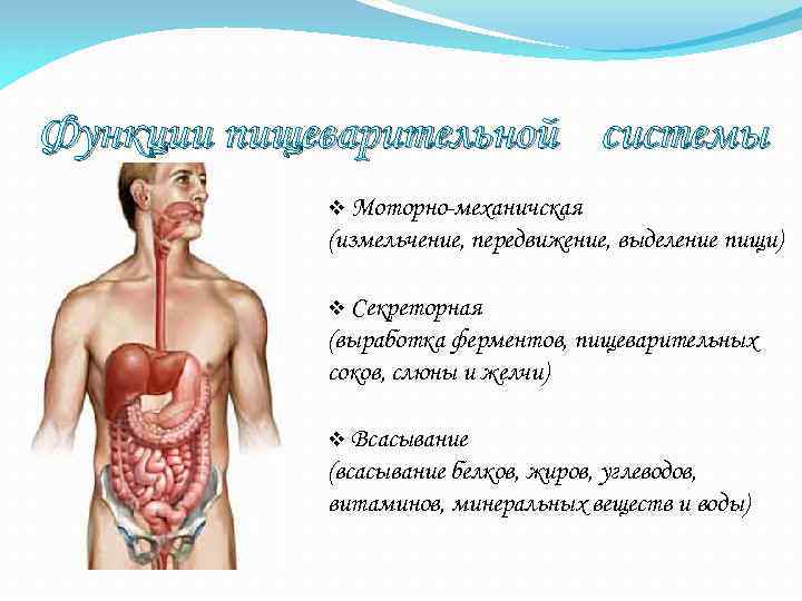 Функции пищеварительной системы v Моторно-механичская (измельчение, передвижение, выделение пищи) v Секреторная (выработка ферментов, пищеварительных