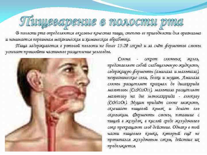 Пищеварение в полости рта В полости рта определяются вкусовые качества пищи, степень ее пригодности