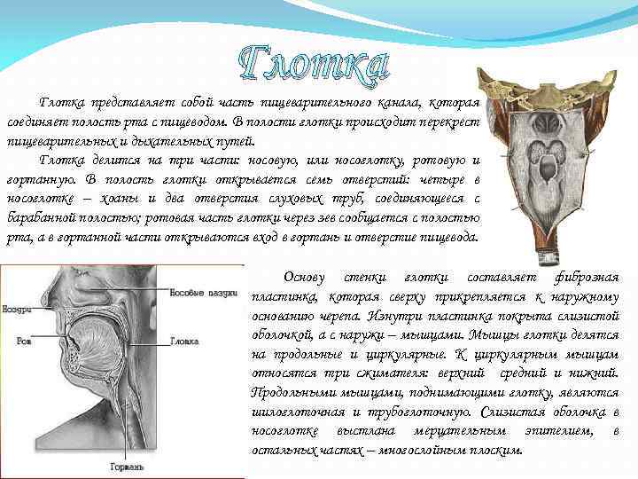 Глотка представляет собой часть пищеварительного канала, которая соединяет полость рта с пищеводом. В полости