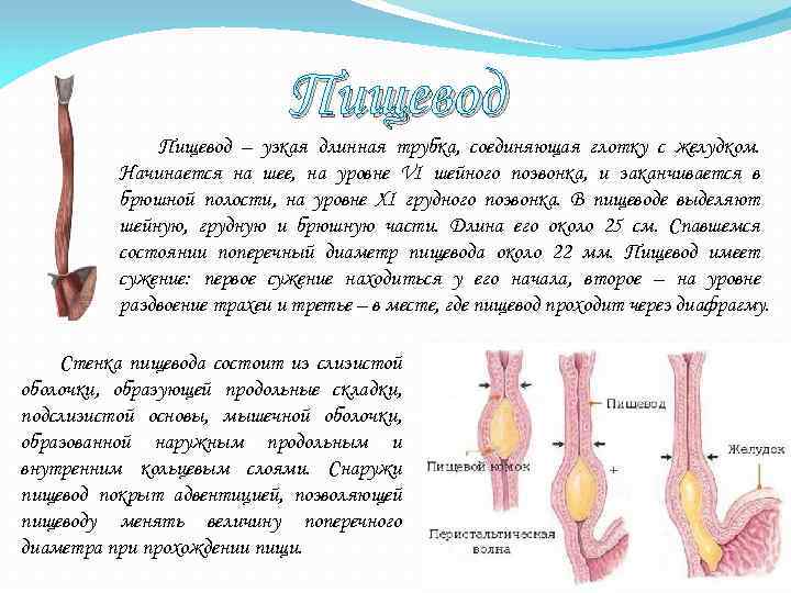 Пищевод – узкая длинная трубка, соединяющая глотку с желудком. Начинается на шее, на уровне