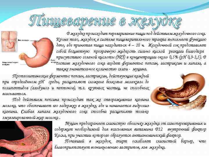 Пищеварение в желудке В желудке происходит переваривание пищи под действием желудочного сока. Кроме того,