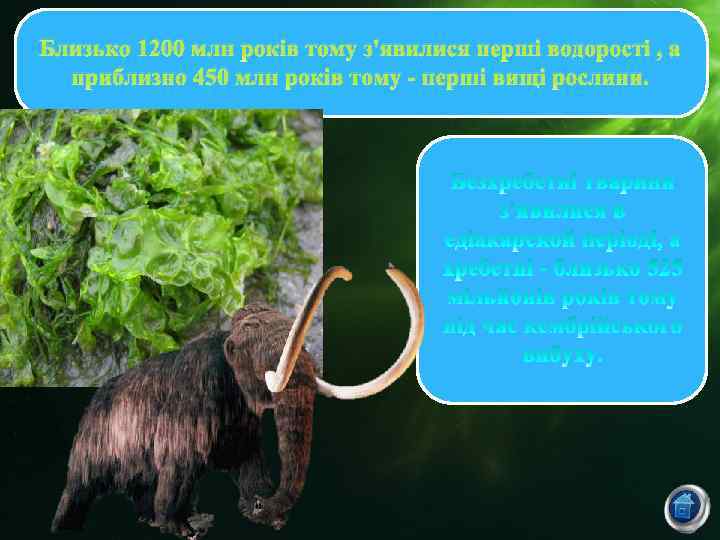 Близько 1200 млн років тому з'явилися перші водорості , а приблизно 450 млн років