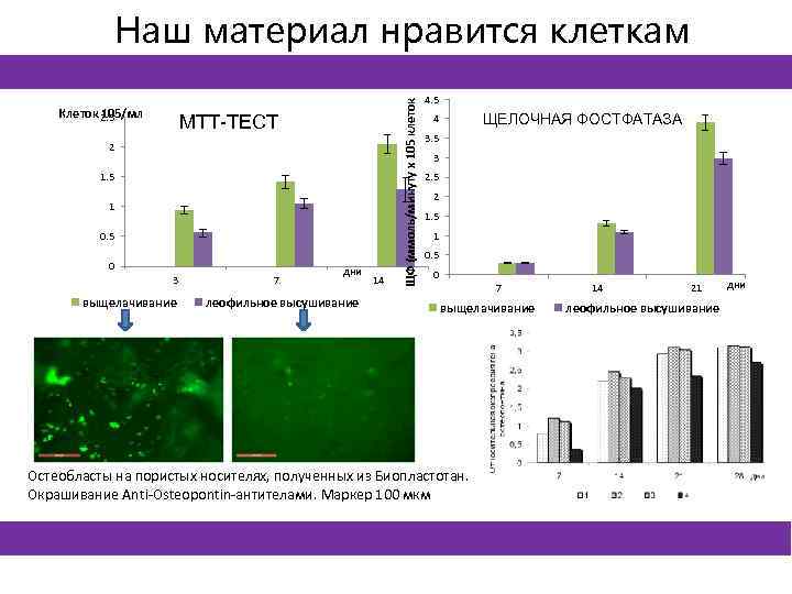 Клеток 2. 5 105/мл МТТ-ТЕСТ 2 1. 5 1 0. 5 0 3 выщелачивание