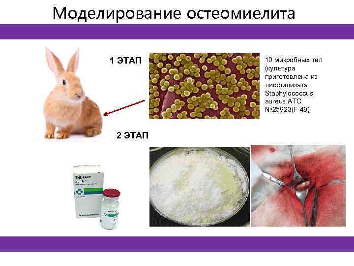 Моделирование остеомиелита 1 ЭТАП 2 ЭТАП 10 микробных тел (культура приготовлена из лиофилизата Staphylococcus