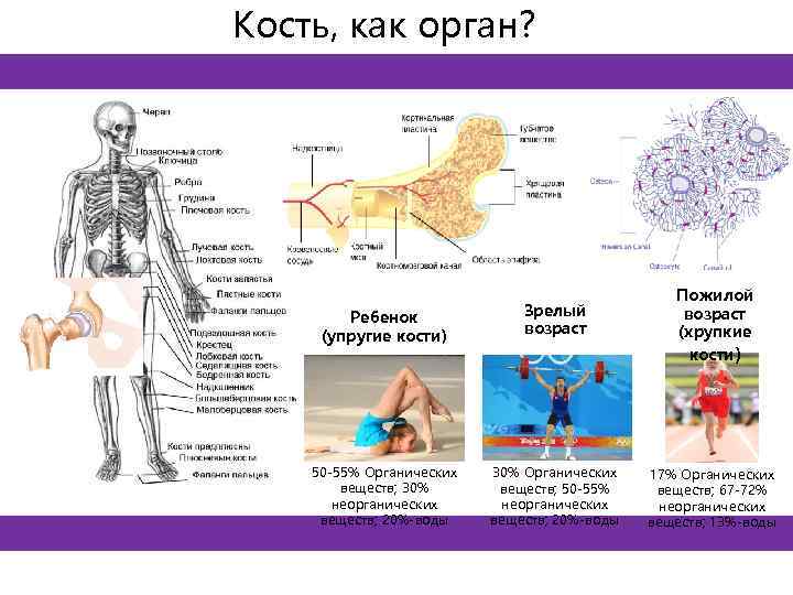 Кость, как орган? Ребенок (упругие кости) 50 -55% Органических веществ; 30% неорганических веществ; 20%-воды