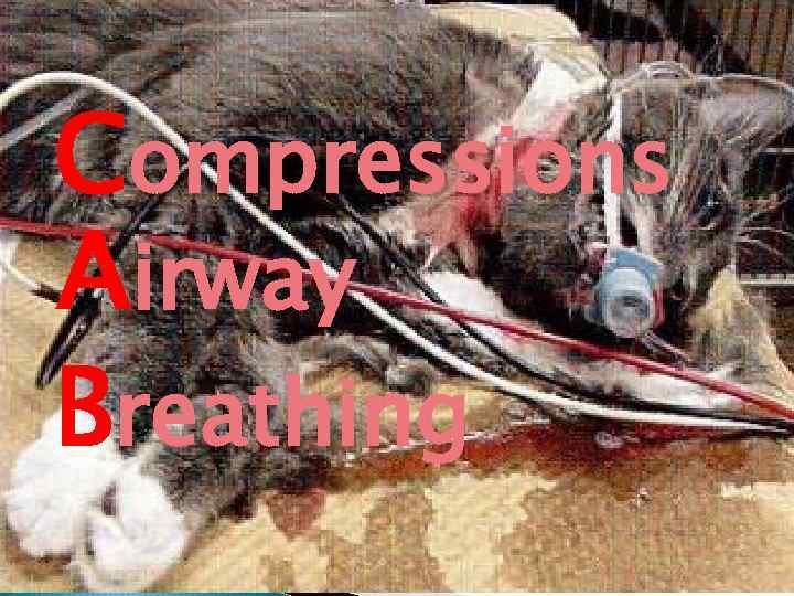 Compressions Airway Breathing 