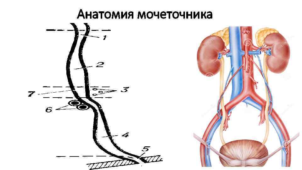 Анатомия мочеточника