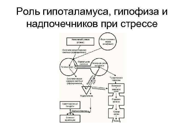 Роль гипоталамуса, гипофиза и надпочечников при стрессе 