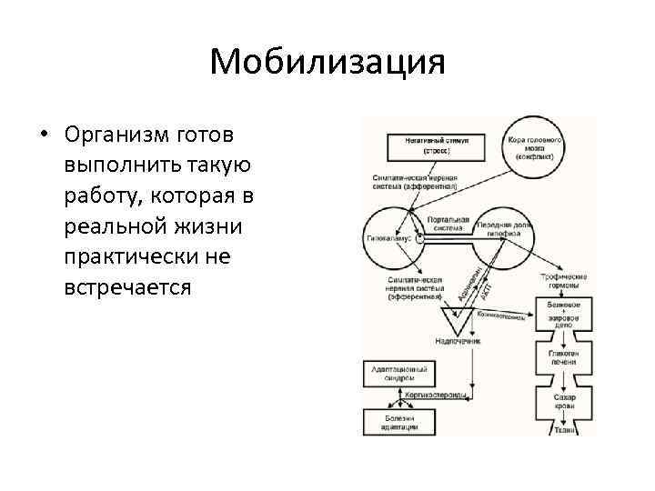 Мобилизация • Организм готов выполнить такую работу, которая в реальной жизни практически не встречается