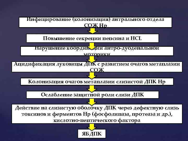 Инфицирование (колонизация) антрального отдела СОЖ Нр Повышение секреции пепсина и НСL Нарушение координации антро-дуоденальной