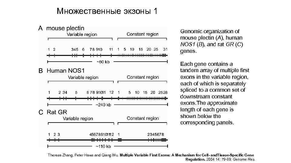Множественные экзоны 1 Genomic organization of mouse plectin (A), human NOS 1 (B), and