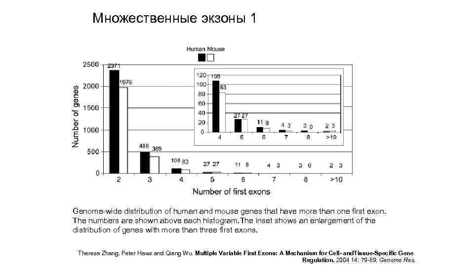 Множественные экзоны 1 Genome-wide distribution of human and mouse genes that have more than
