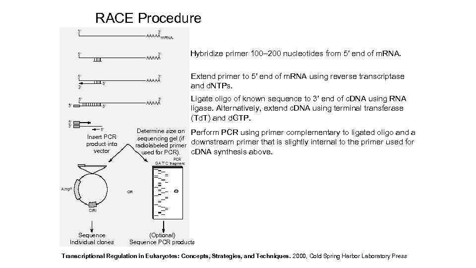 RACE Procedure Hybridize primer 100– 200 nucleotides from 5′ end of m. RNA. Extend
