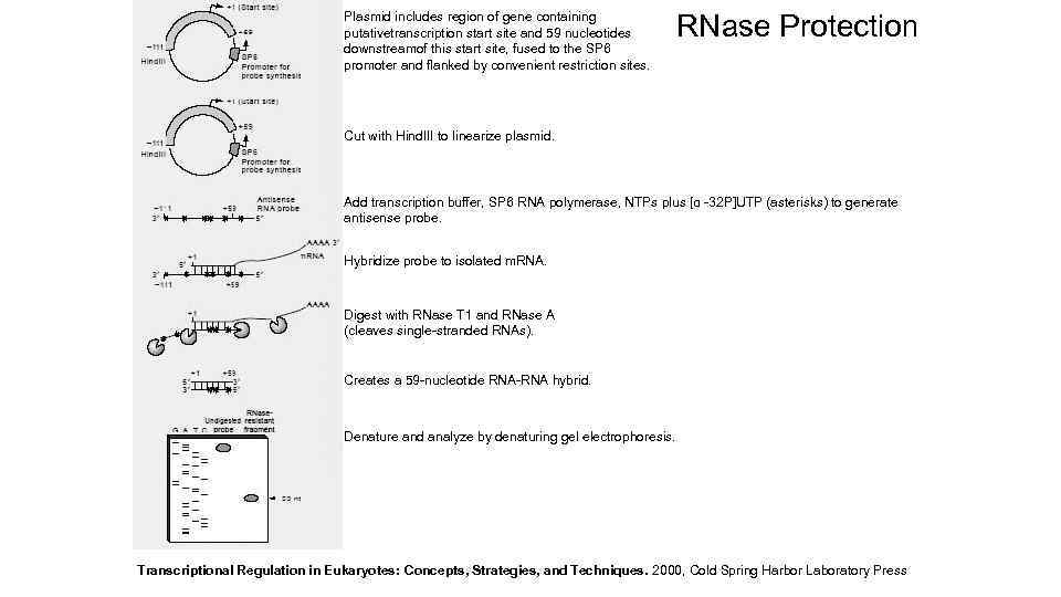 Plasmid includes region of gene containing putativetranscription start site and 59 nucleotides downstreamof this