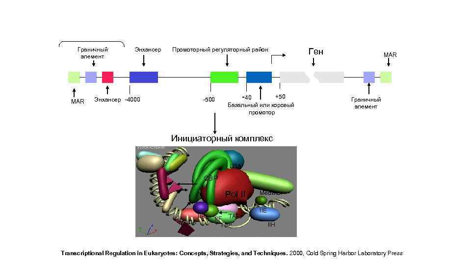 Граничный элемент MAR Энхансер Промоторный регуляторный район Энхансер -4000 -500 -40 +50 Базальный или