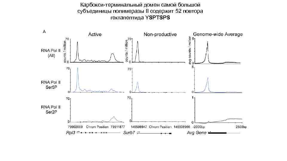 Карбокcи-терминальный домен самой большой субъединицы полимеразы II содержит 52 повтора гектапептида YSPTSPS 