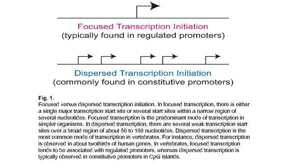 Fig. 1. Focused versus dispersed transcription initiation. In focused transcription, there is either a