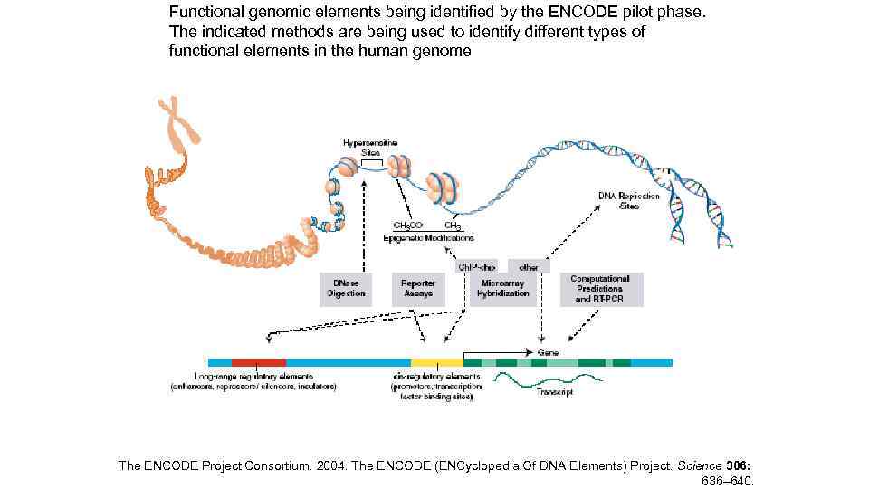 Functional genomic elements being identified by the ENCODE pilot phase. The indicated methods are
