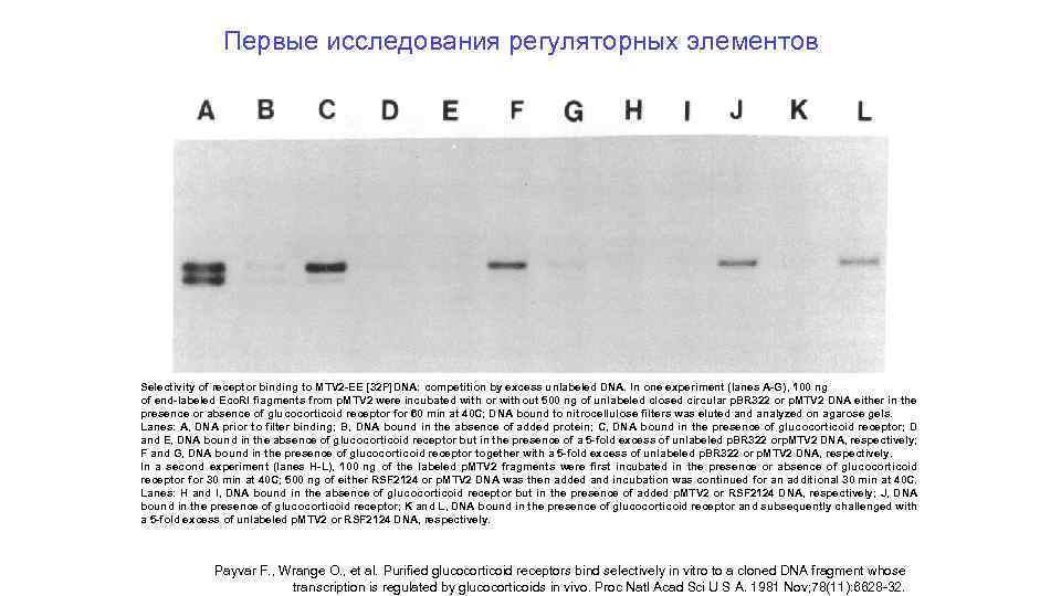 Первые исследования регуляторных элементов Selectivity of receptor binding to MTV 2 -EE [32 P]DNA: