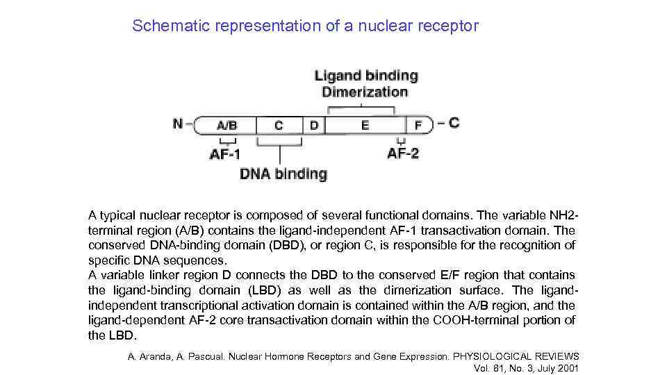 Schematic representation of a nuclear receptor A typical nuclear receptor is composed of several