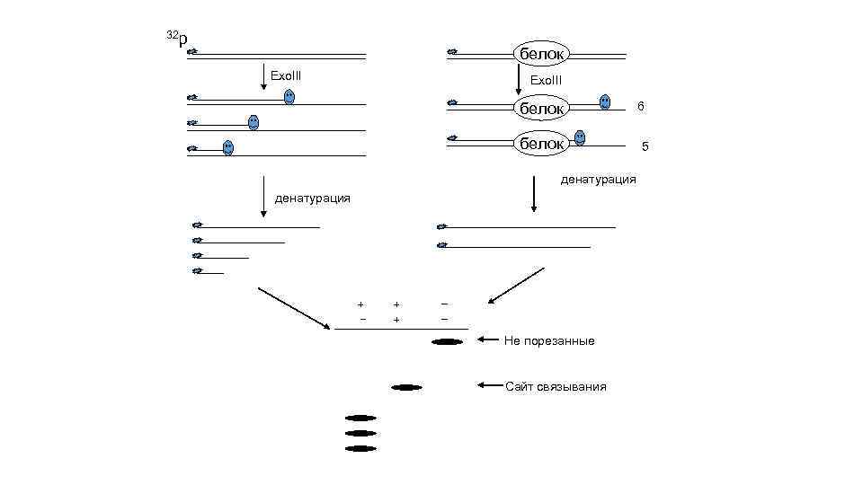 32 р белок Exo. III белок денатурация + + + Не порезанные Сайт связывания