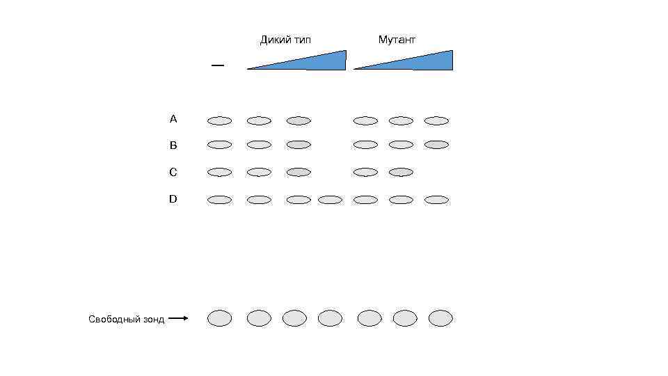 Дикий тип А В С D Свободный зонд Мутант 