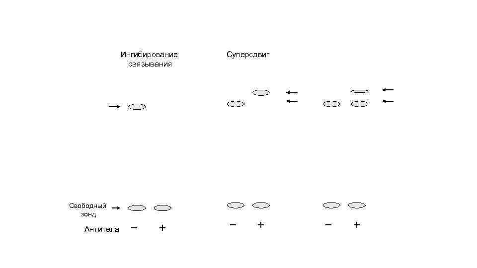 Ингибирование связывания Свободный зонд Антитела Суперсдвиг 