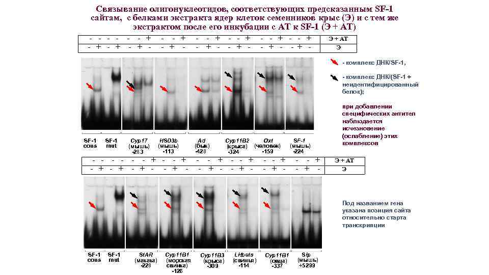 Связывание олигонуклеотидов, соответствующих предсказанным SF-1 сайтам, с белками экстракта ядер клеток семенников крыс (Э)