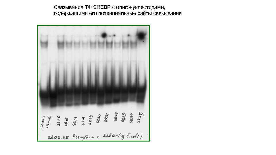 Связывания ТФ SREBP c олигонуклеотидами, содержащими его потенциальные сайты связывания 