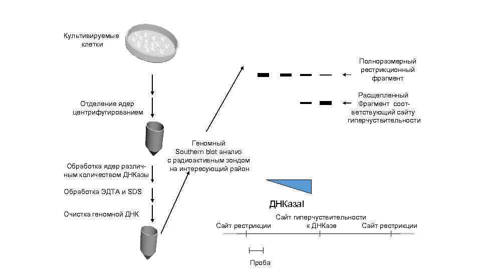 Культивируемые клетки Полноразмерный рестрикционный фрагмент Расщепленный Фрагмент соответствующий сайту гиперчуствительности Отделение ядер центрифугированием Обработка