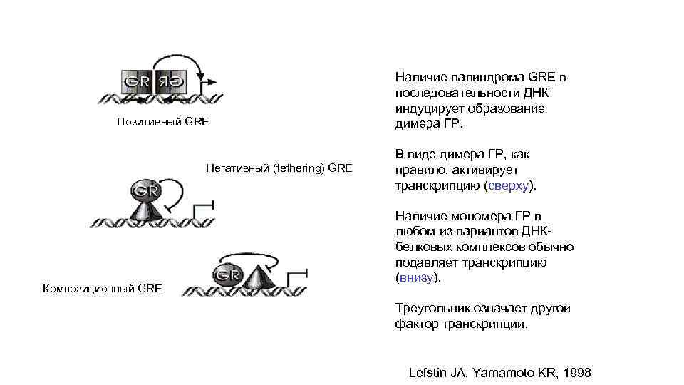 Позитивный GRE Негативный (tethering) GRE Композиционный GRE Наличие палиндрома GRE в последовательности ДНК индуцирует