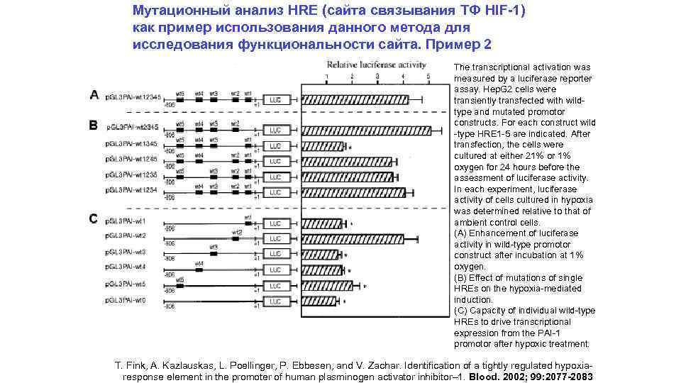 Мутационный анализ HRE (сайта связывания ТФ HIF-1) как пример использования данного метода для исследования