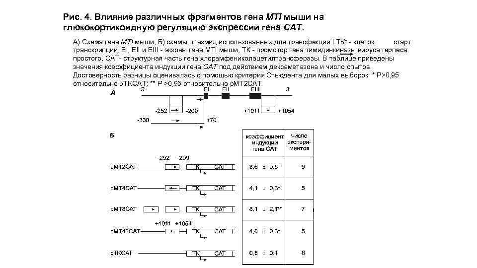 Рис. 4. Влияние различных фрагментов гена МТI мыши на глюкокортикоидную регуляцию экспрессии гена САТ.