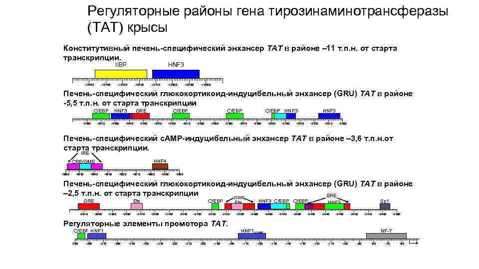 Регуляторные районы гена тирозинаминотрансферазы (ТАТ) крысы Конститутивный печень-специфический энхансер ТАТ в районе – 11