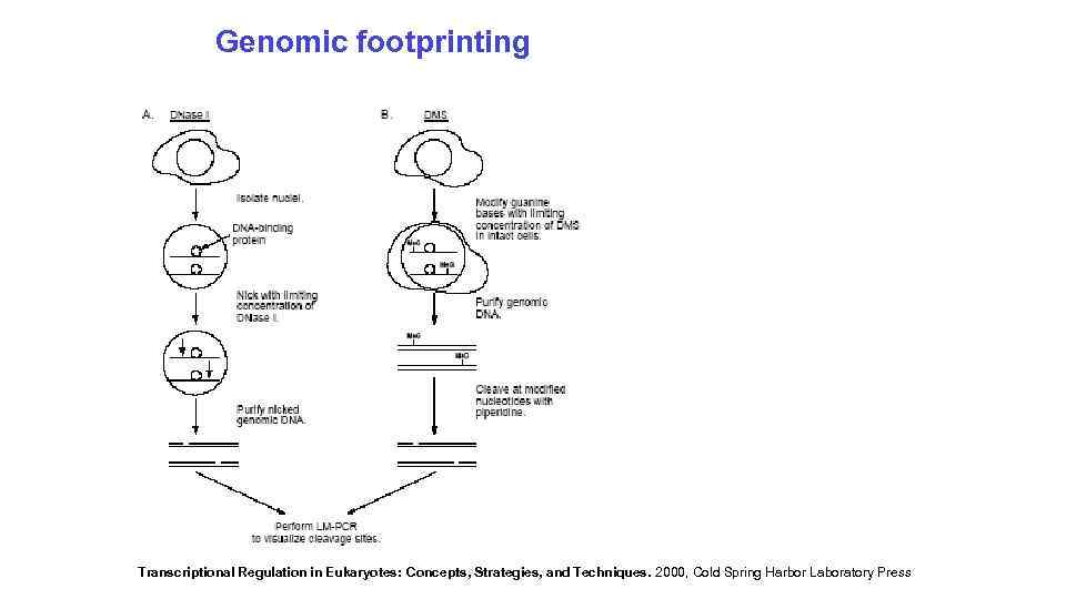 Genomic footprinting Transcriptional Regulation in Eukaryotes: Concepts, Strategies, and Techniques. 2000, Cold Spring Harbor