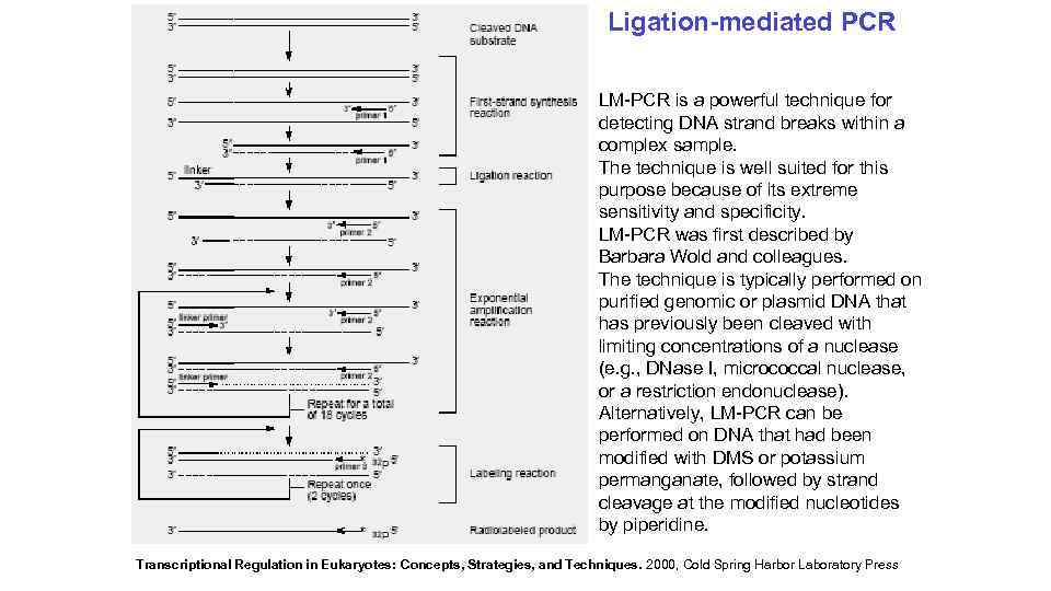 Ligation-mediated PCR LM-PCR is a powerful technique for detecting DNA strand breaks within a