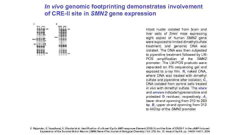 In vivo genomic footprinting demonstrates involvement of CRE-II site in SMN 2 gene expression