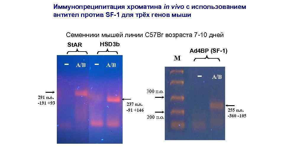 Иммунопреципитация хроматина in vivo с использованием антител против SF-1 для трёх генов мыши Семенники