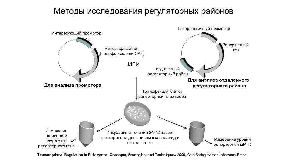 Методы исследования регуляторных районов Гетерологичный промотор Интересующий промотор Репортерный ген (Люцефераза или САТ) ИЛИ