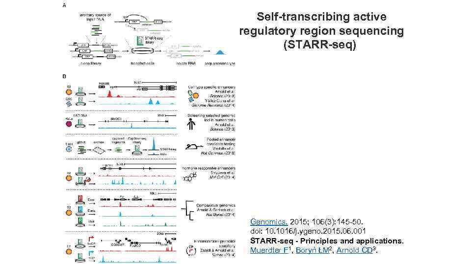 Self-transcribing active regulatory region sequencing (STARR-seq) Genomics. 2015; 106(3): 145 -50. doi: 10. 1016/j.