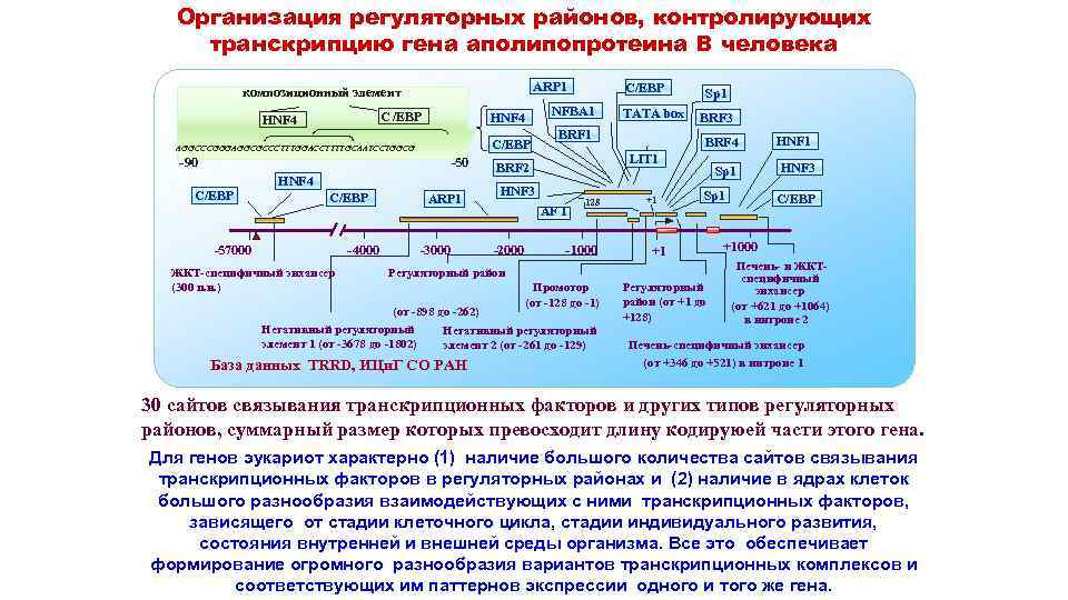 Организация регуляторных районов, контролирующих транскрипцию гена аполипопротеина В человека ARP 1 композиционный элемент С