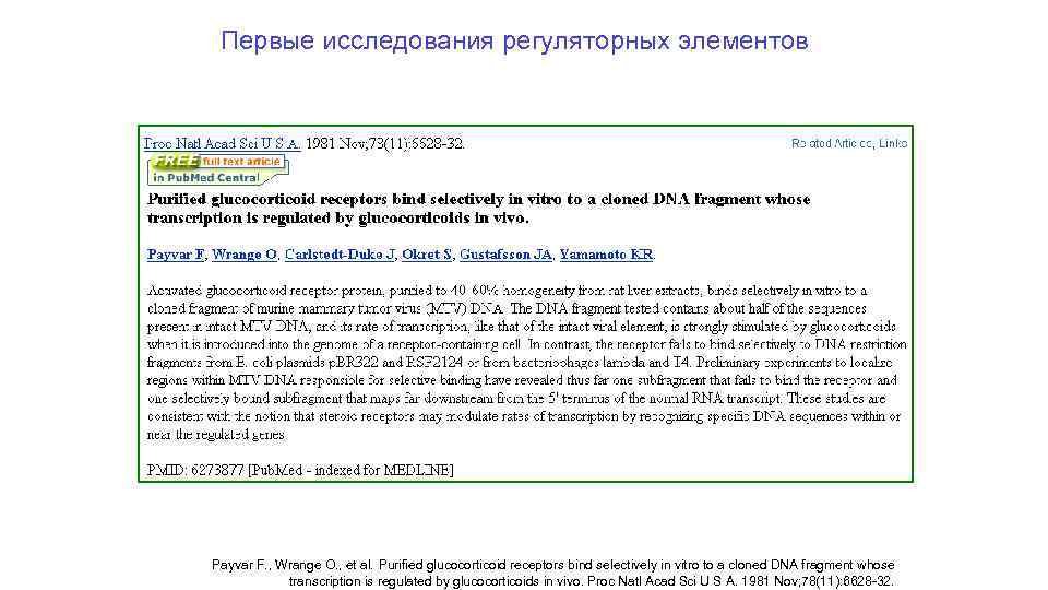 Первые исследования регуляторных элементов Payvar F. , Wrange O. , et al. Purified glucocorticoid