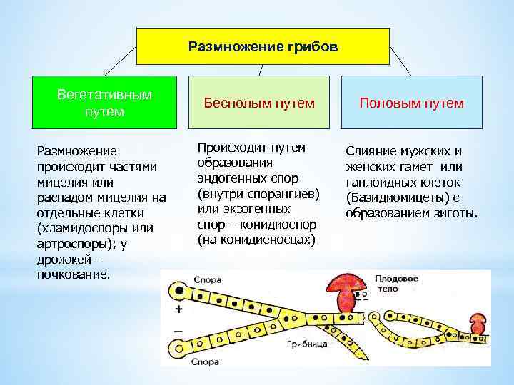 Размножение грибов Вегетативным путем Размножение происходит частями мицелия или распадом мицелия на отдельные клетки