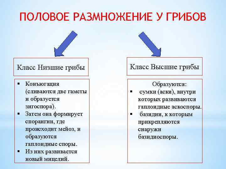 ПОЛОВОЕ РАЗМНОЖЕНИЕ У ГРИБОВ Класс Низшие грибы Класс Высшие грибы § Конъюгация (сливаются две